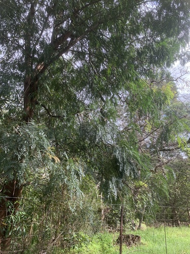Acacia elata, photograph 2