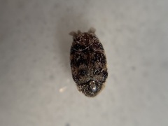 Anthrenocerus australis