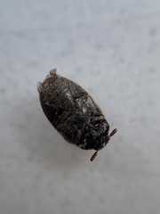 Anthrenocerus australis