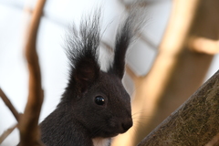 Sciurus vulgaris