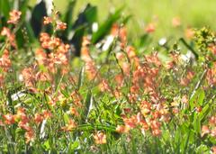 Tritonia laxifolia, photograph (c) Henry de Lange, some rights reserved (CC BY)