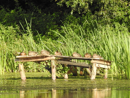 Mallard