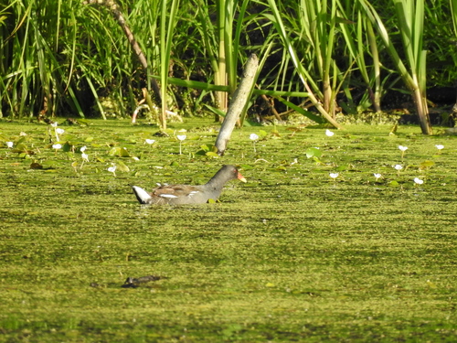 Common Moorhen