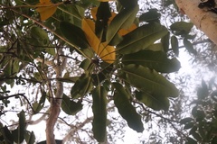 Heptapleurum actinophyllum