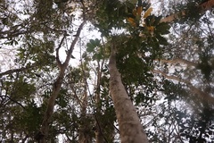 Heptapleurum actinophyllum