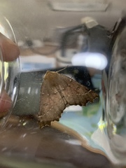 Odontopera bidentata