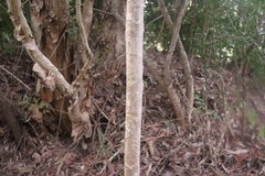 Heptapleurum actinophyllum