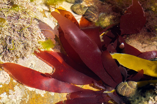 Image of Dilsea carnosa by no rights reserved