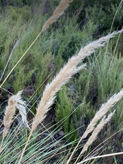 Capeochloa cincta