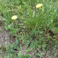 Pyrrhopappus pauciflorus