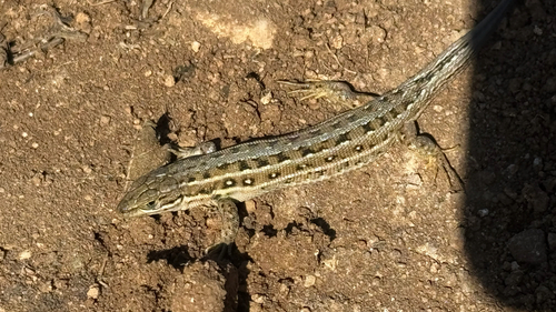 Dwarf Lizard