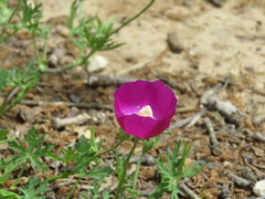 Callirhoe involucrata