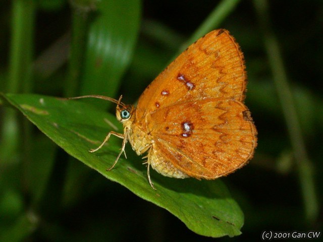 Tetragonus lycaenoides