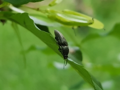 Melanotus punctolineatus