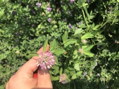 Trifolium pratense