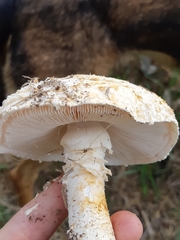 Saproamanita foetidissima
