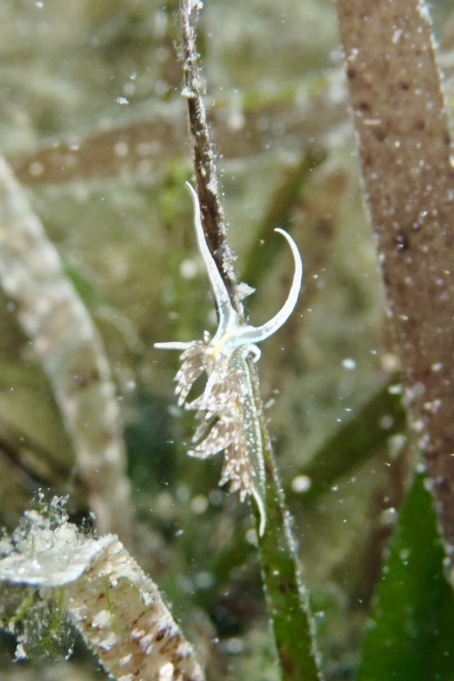 Dondice arianeae