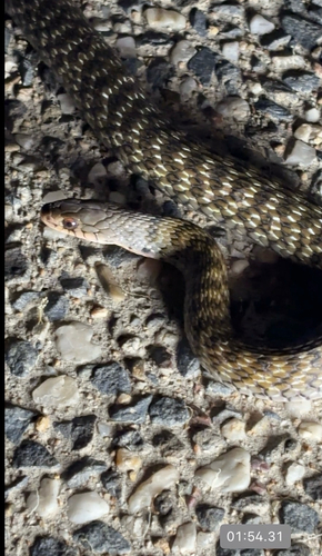 Common keelback