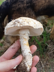 Saproamanita foetidissima