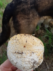 Saproamanita foetidissima