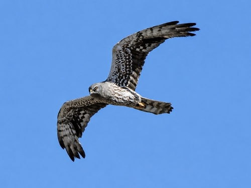 Montagu's Harrier