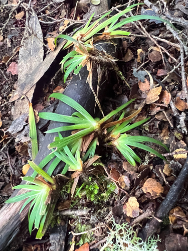 Libertia pulchella observed 2026-08-08