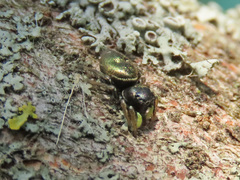 Heliophanus auratus