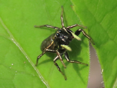 Heliophanus auratus