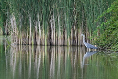 Ardea cinerea