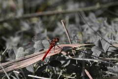 Sympetrum