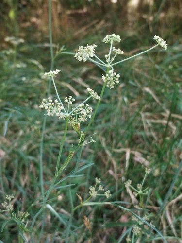 Dichoropetalum carvifolia