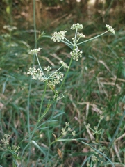 Dichoropetalum carvifolia