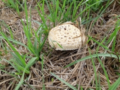 Saproamanita foetidissima