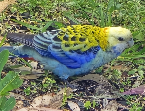 Pale-headed Rosella