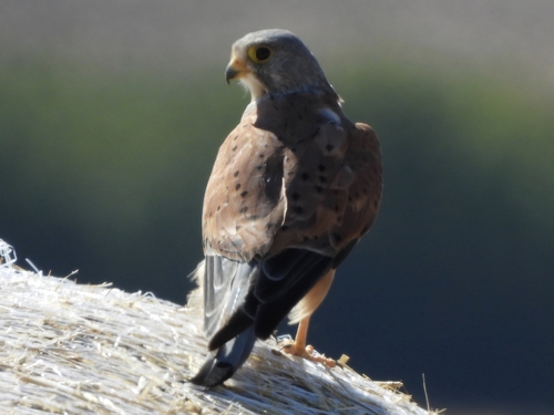Eurasian Kestrel