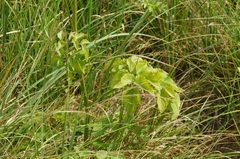 Ostericum palustre, photograph (c) evgeniq_benihanov, some rights reserved (CC BY)