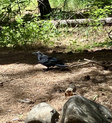 iNaturalist observation photo of Common Raven