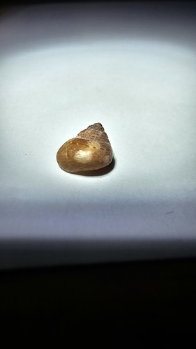 Gibbula turbinoides observed 2026-08-07