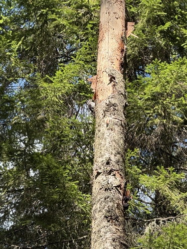 Eurasian Three-toed Woodpecker
