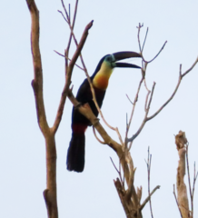Ramphastos vitellinus