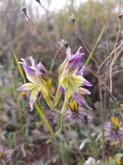 Gladiolus venustus, photograph (c) Danie Palm, some rights reserved (CC BY)