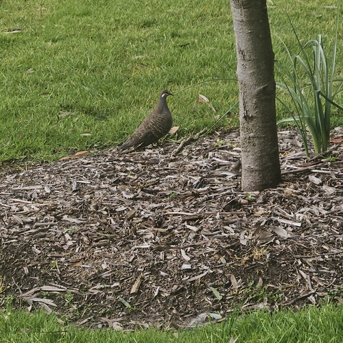 Common Bronzewing