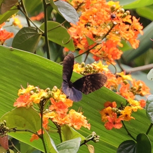 Malayan Batwing