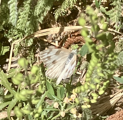 iNaturalist observation photo of Pontia