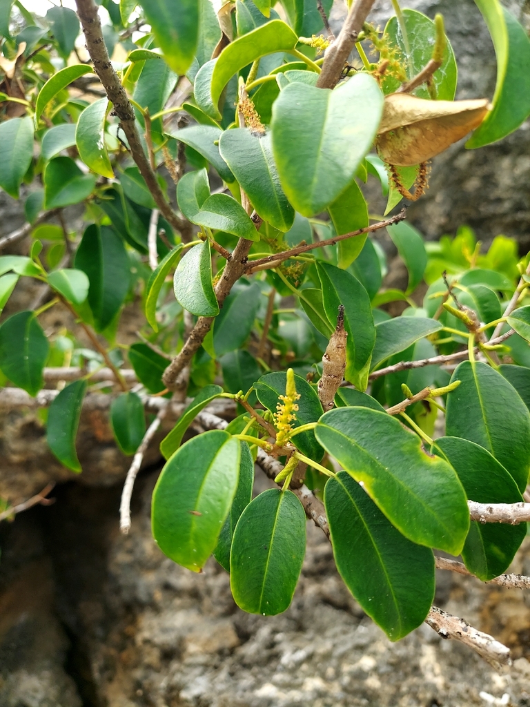 Buta-buta (Excoecaria agallocha)