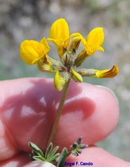 Hippocrepis scabra