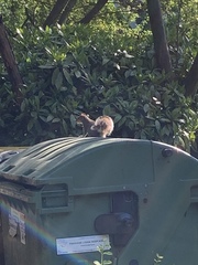 Sciurus carolinensis