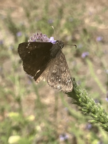 iNaturalist observation photo of Duskywings