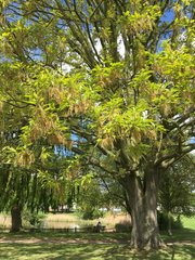 Quercus castaneifolia