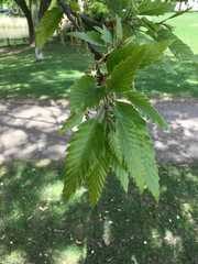 Quercus castaneifolia